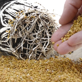 Düngemittelproduzenten bauen auf Hanf